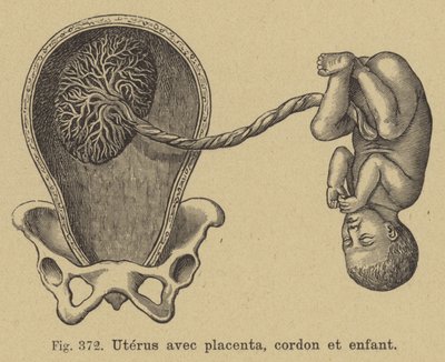 Cutaway of a Womb Showing the Placenta, Umbilical Cord and Baby by German School